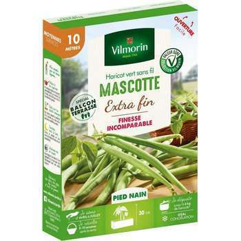Graines de haricot nain Vert Mascotte en boite
