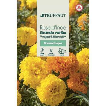 Rose d'Inde double grande variée : en sachet