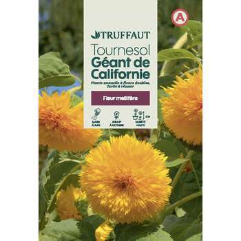 Tournesol géant de californie 4 g