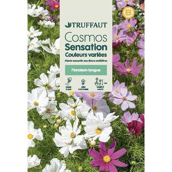 Cosmos sensation à Fleur Géante : En sachet