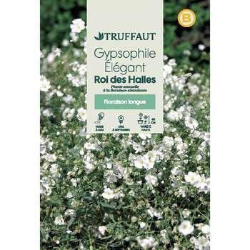 Gypsophile Elegant roi Des Halles : En Sachet