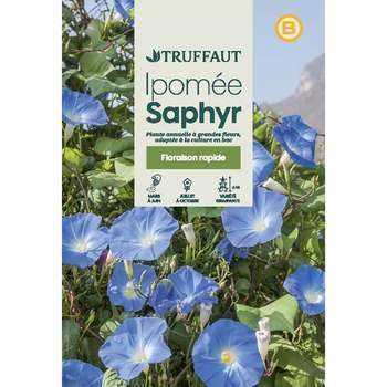 Ipomée à grande fleurs Saphir