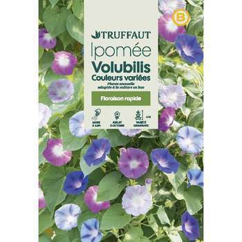 Ipomée volubilis Couleur Variée : en Sachet
