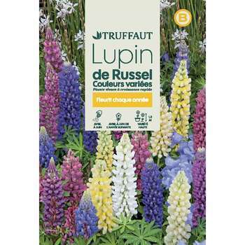 Lupin de Russel varié : en sachet