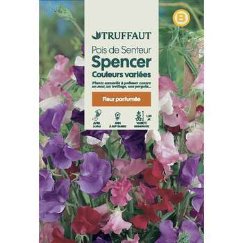 Pois de senteur géant Spencer couleur variée : en
