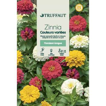 Zinnia nain couleur variée : en sachet