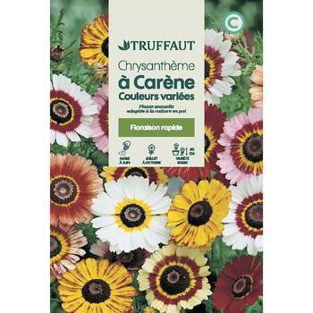 Chrysantheme des prés Reine de Mai