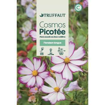 Cosmos picotée : En Sachet