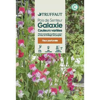 Pois de senteur galaxie varié 6 g