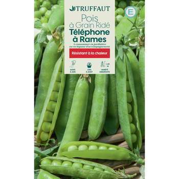 Graines de pois à rames à grain ridé telephone à r