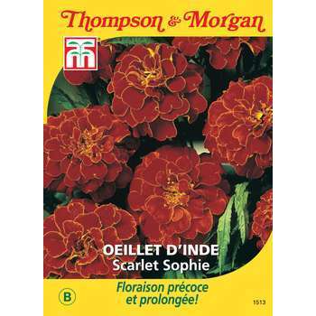 Oeillet d'inde scarlet sophie