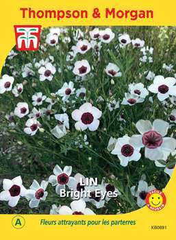Graines de Lin Bright Eyes