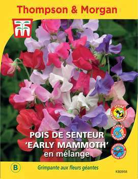 Pois de Senteur Early Mammoth en mél