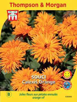 Souci Calexis Orange