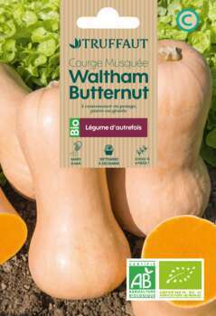 Graines de Courge musquée Waltham Butternut BIO