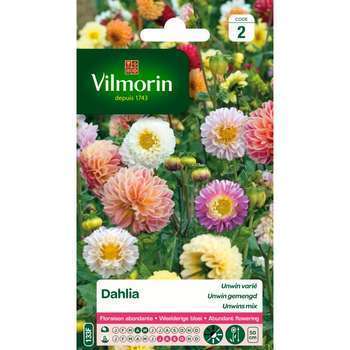 Dahlia Unwin Varié 1 g