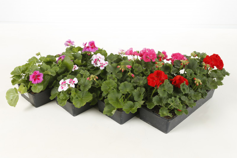 GERANIUM ZONAL BARQUETTE DE 10