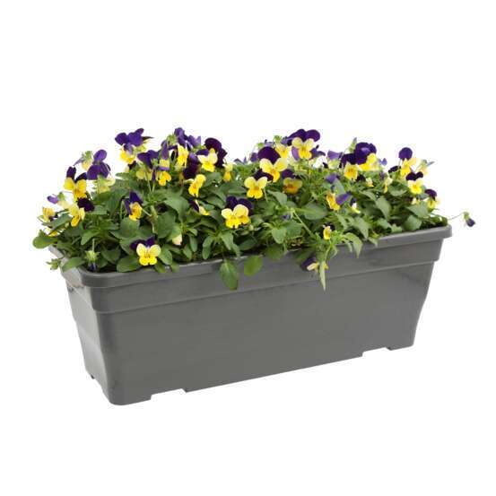 VIOLA CORNUTA JARDINIERE 40