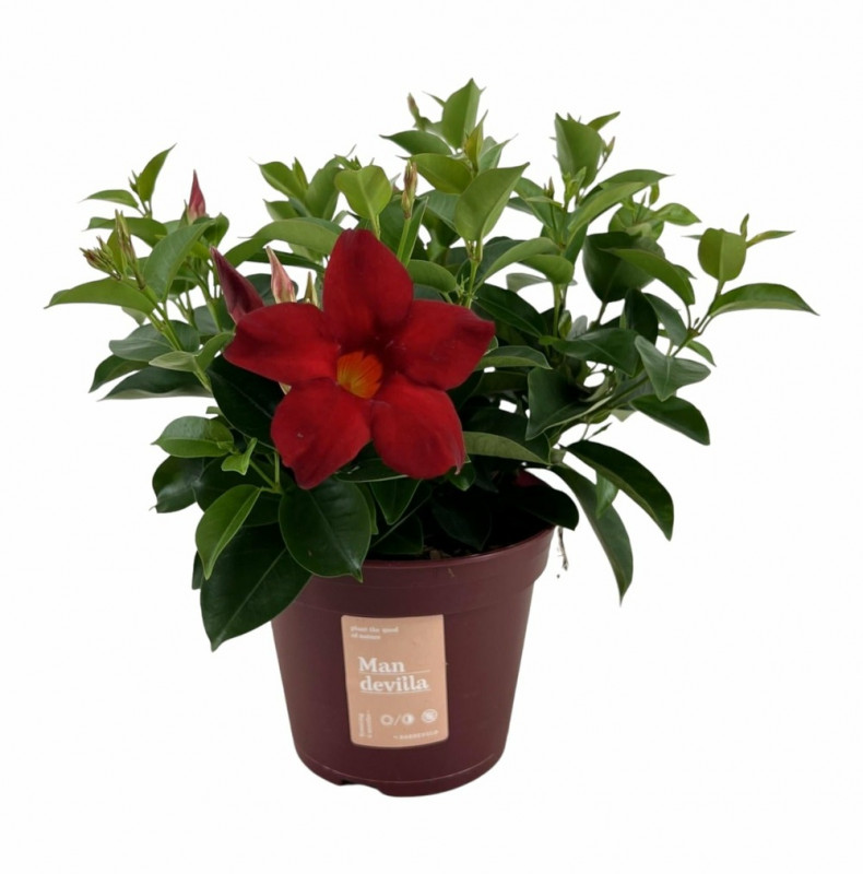 DIPLADENIA HYBRIDE  D10.5