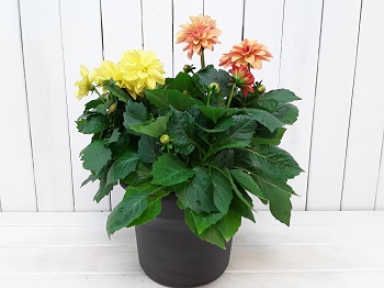 DAHLIA