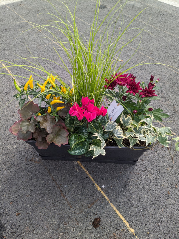 JARDINIERE MELANGE D AUTOMNE