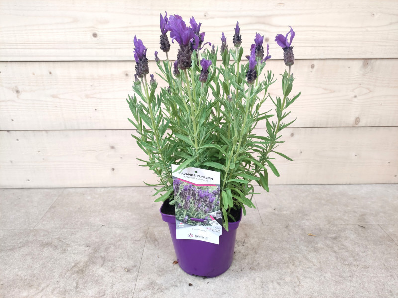 LAVANDULA
