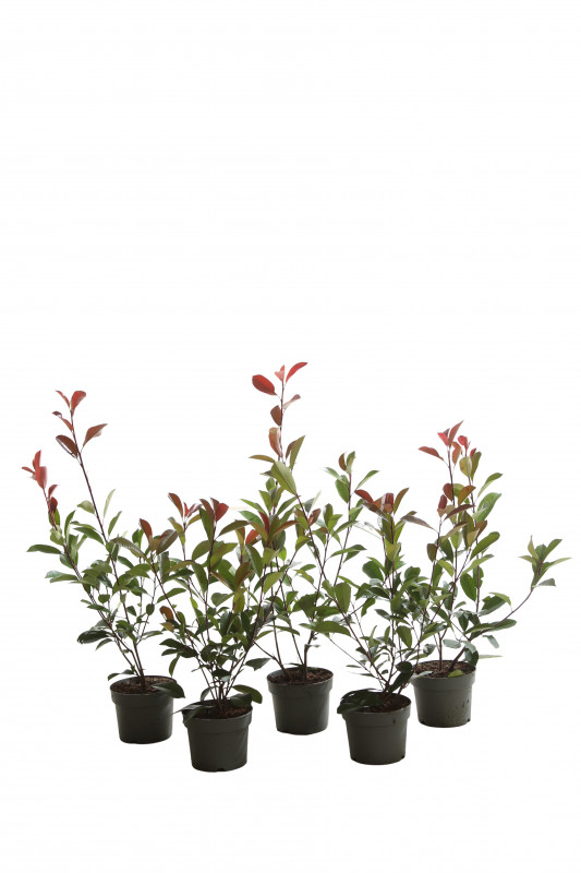 PHOTINIA FRASERI RED ROBIN C 50/+