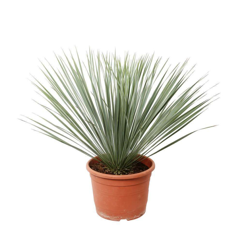 Yucca rostrata: pot 10L