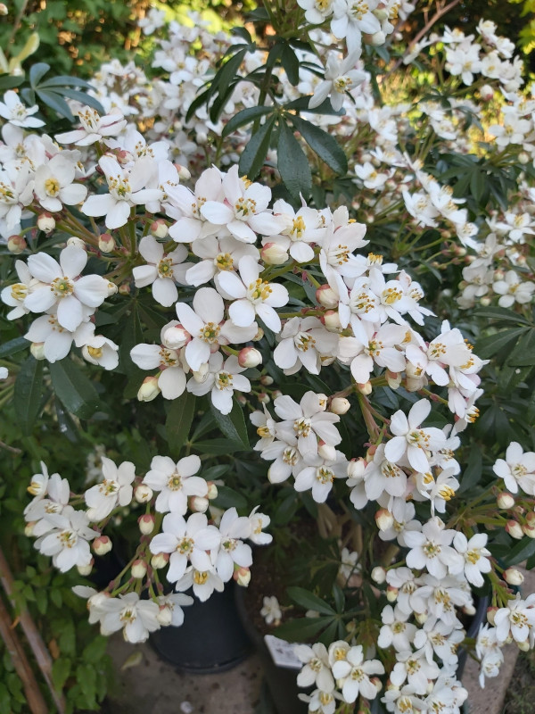 CHOISYA TERNATA GREENFINGERS (R) C 4,5 TF/BU