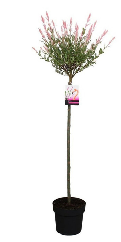 SALIX Integra  Hakuro Nishiki  C10 1/2 TIGE