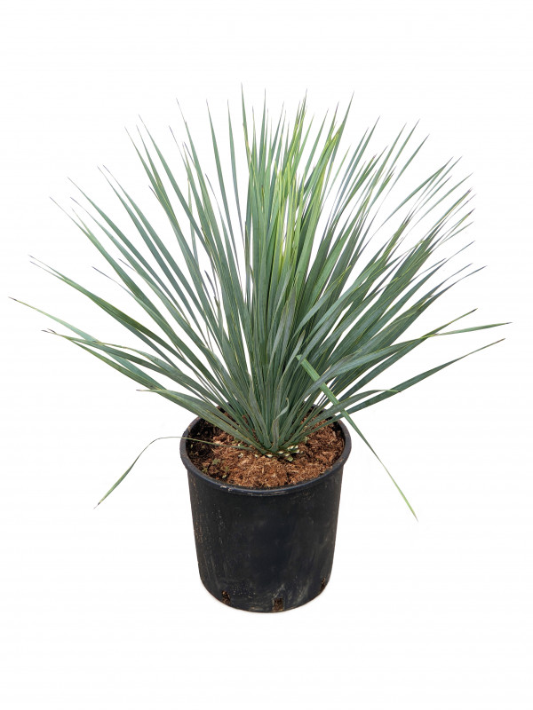 YUCCA ROSTRATA C 10L