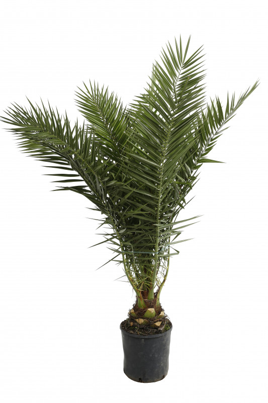 PHOENIX CANARIENSIS C 15 L 160/+ EXTRA