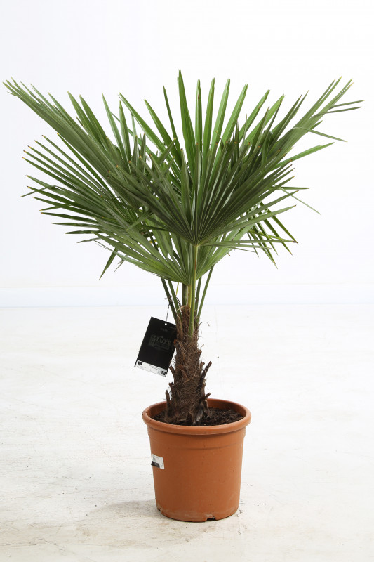 TRACHYCARPUS FOR. TRONC 15/20 P28CM