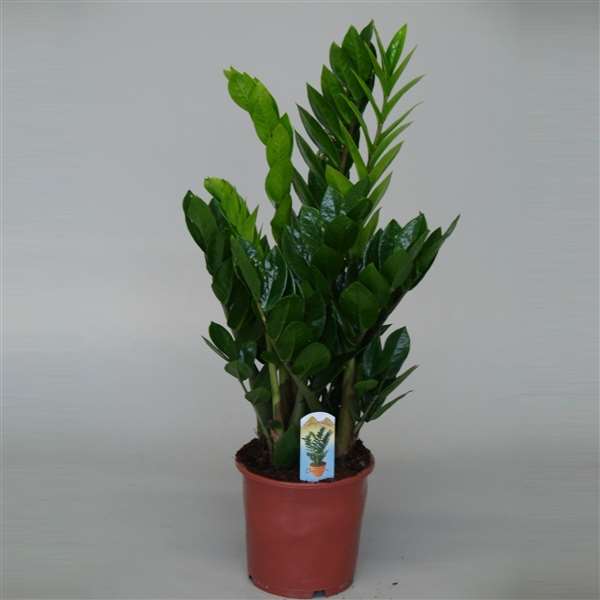 ZAMIOCULCAS D 17 cm