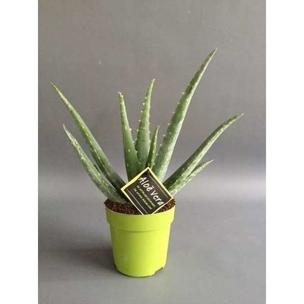 ALOE VERA POT VERT D 12 cm
