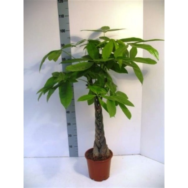 PACHYRA TIGE TRESSEE D 21 cm