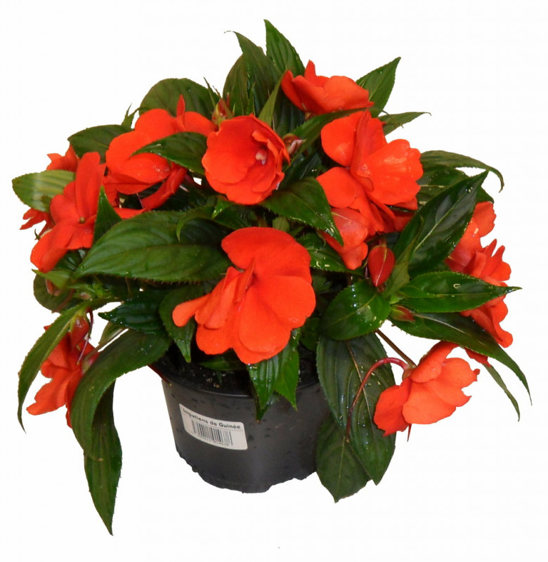IMPATIENS N-G 3 PIEDS D17