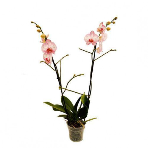 PHALAENOPSIS Plante en pot, orchidée, cascade 1 tige - IKEA
