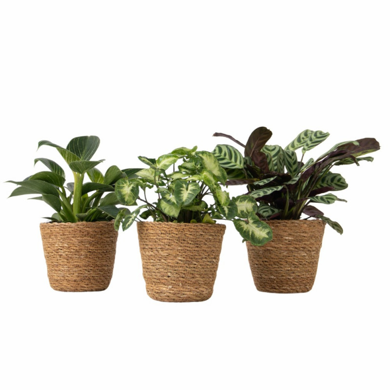 Décoration de jardin à piquer : papillon et libell