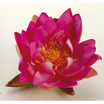 Nénuphar décoratif pour bassin : Violet diametre 1
