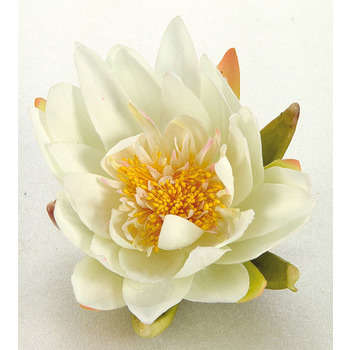 Nénuphar décoratif pour bassin : Ecru diametre 14