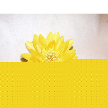 Nénuphar décoratif pour bassin : Jaune diametre 14