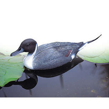 Déco bassin : Canard pilet male