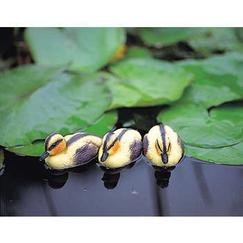Caneton Jaune 12,5 cm