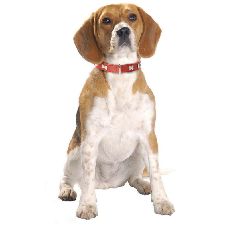 Collier Extra Souple 106 pour chien de couleur rou