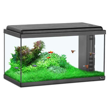 Aquarium en verre, noir : L. 60 x P. 30 x H. 34 cm