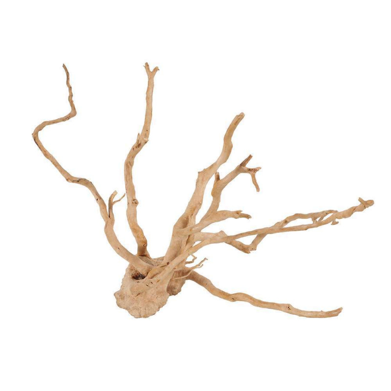 Racine Araignée 10-30CM