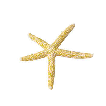 Décoration d'aquarium, petite étoile de mer jaune