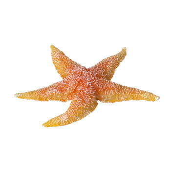Décoration étoile de mer : 15x17x2,3cm