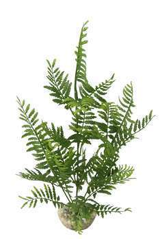 Plante artificielle aquarium bolbitis 33 cm
